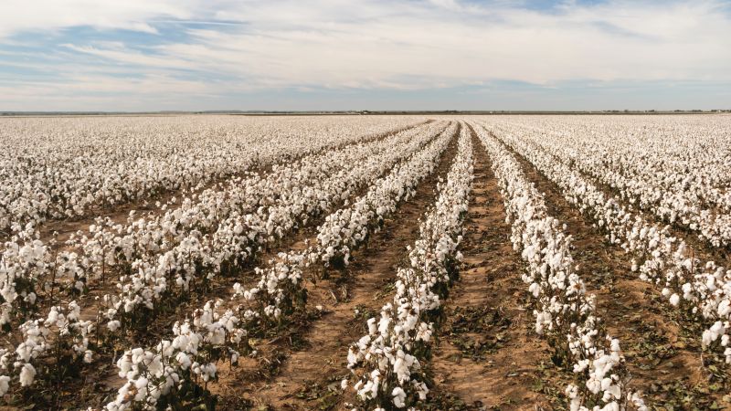 VICTOR SAMPLE BELIEVES IN THE FUTURE OF STONEVILLE® COTTON AND ITS GROWERS