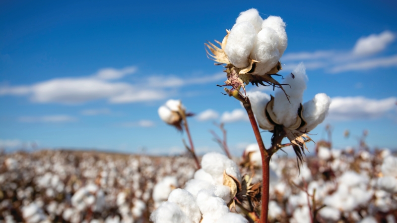 BREEDING NEW STONEVILLE® COTTON VARIETIES TO GIVE GROWERS OPTIONS