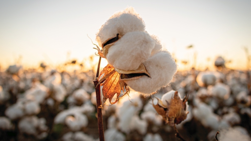 A FIRST FOR THE COTTON INDUSTRY