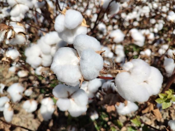Cotton Proves Valuable as a Sustainable Advanced Textiles Product