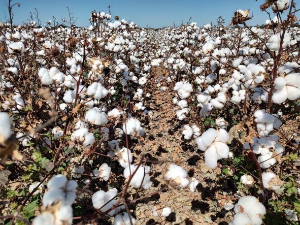 USDA Prospective Plantings: 9.87 Million Cotton Acres in 2025