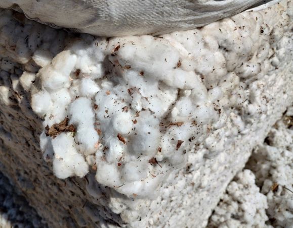 Trust Protocol Grower Enrollment Open for 2023; Aligns with Peak Cotton Marketing Dates