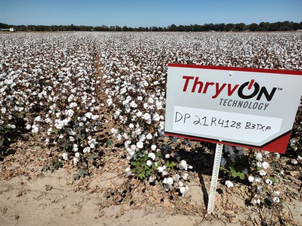 Bayer’s ThryvOn Technology Fully Registered for the 2023 Cotton Season