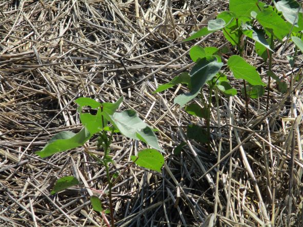 USDA Crop Progress: Cotton Planting Momentum Continues