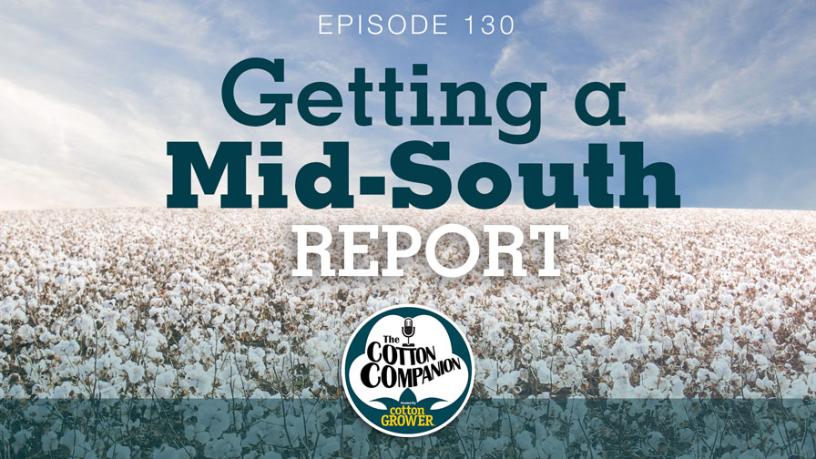 Cotton Companion Podcast: Getting a Mid-South Report