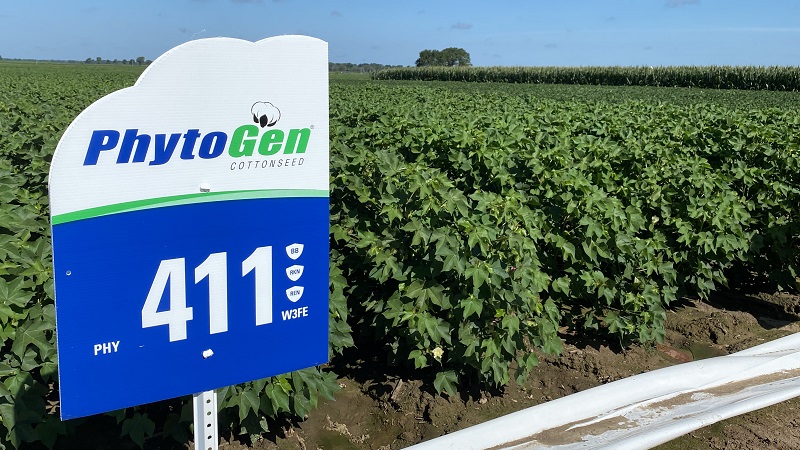 Native Traits Bring Big Value to PhytoGen Varieties