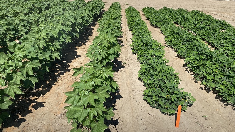 Organizers Gear Up for the 2026 UGA Cotton and Peanut Field Day
