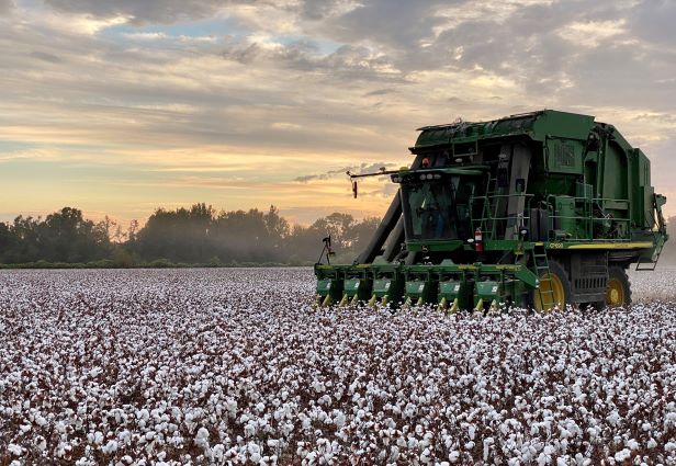 PhytoGen Adds New Upland and Pima Varieties for 2023