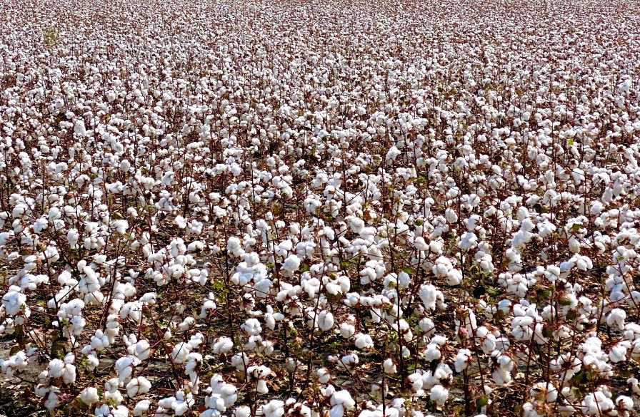 U.S. Cotton Trust Protocol Achieves Sixth Year of Record Growth