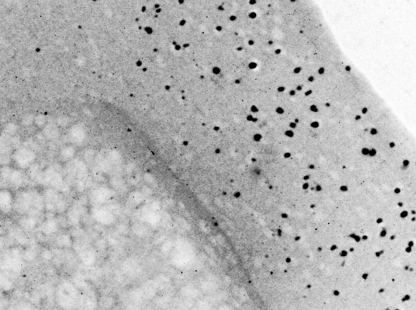 USDA Researchers Develop Natural, Washable Cotton Antimicrobial Cleaning Wipes