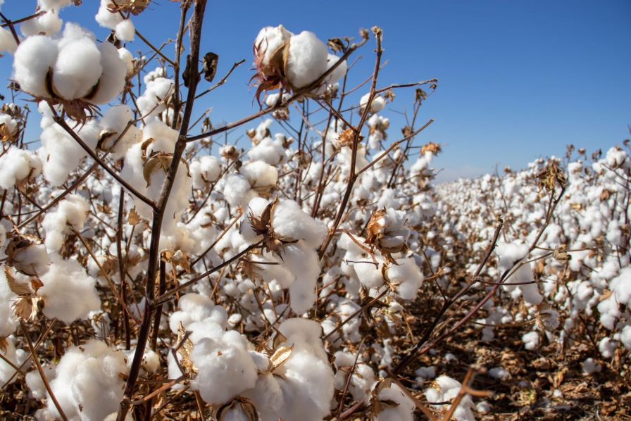 COTTON USA Trade Mission Brings Vietnamese Textile Executives to U.S. Cotton Belt