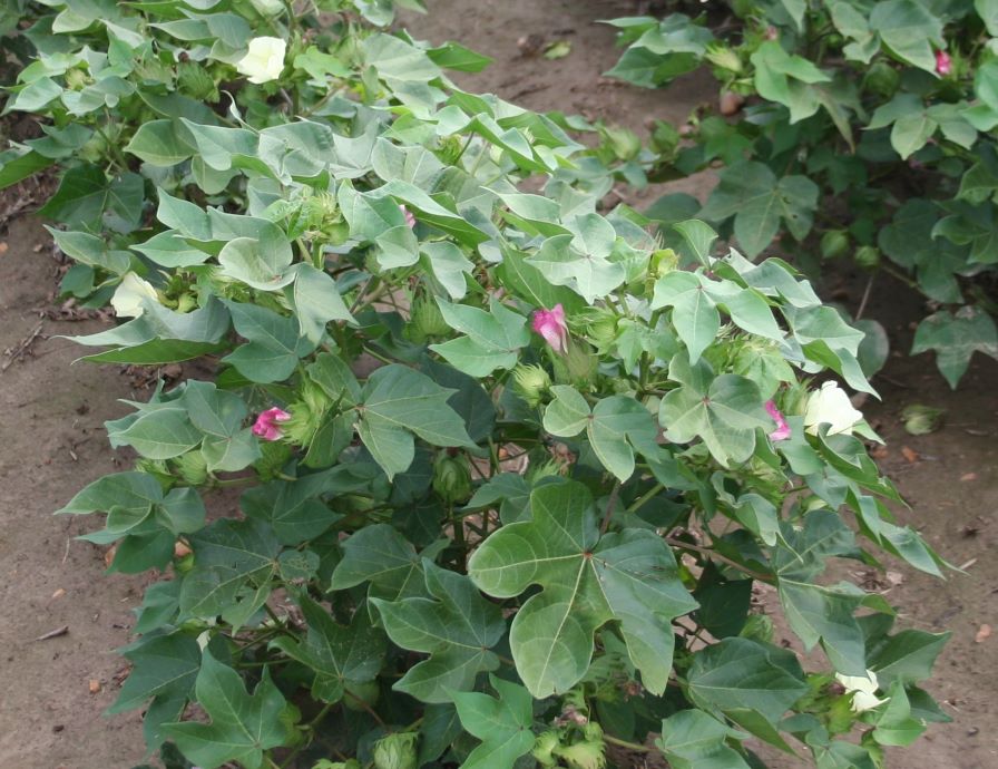 Mississippi Cotton Crop Less Than in 2024