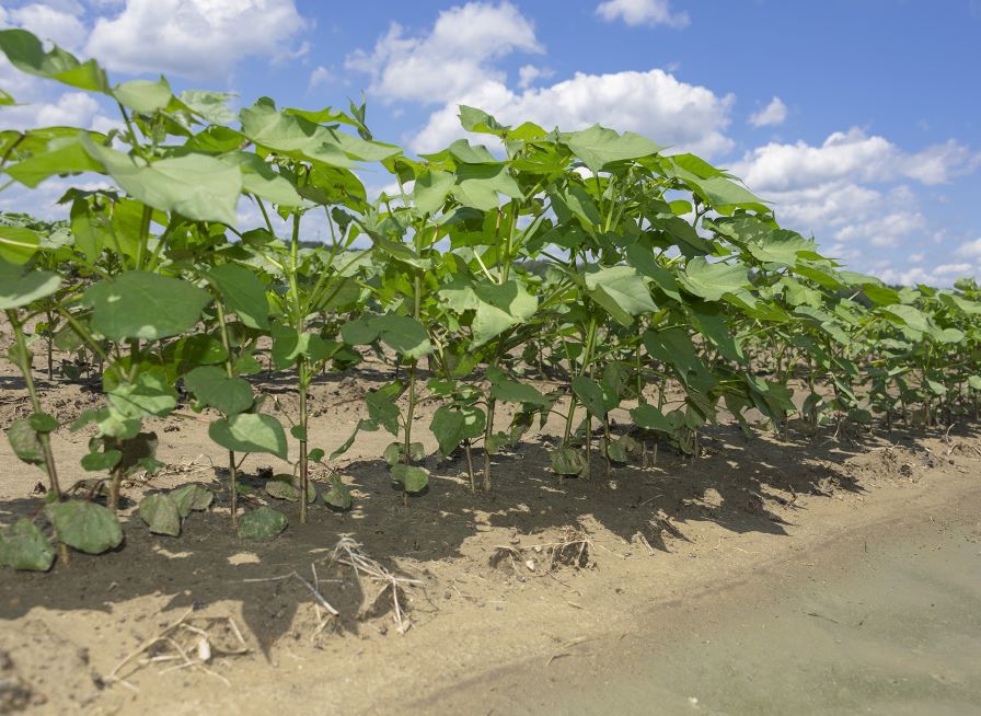Mississippi Cotton Planting Complete for 2023