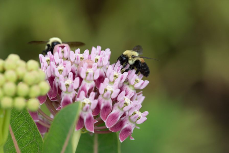 Celebrating the Essential Role of Pollinators in Ag
