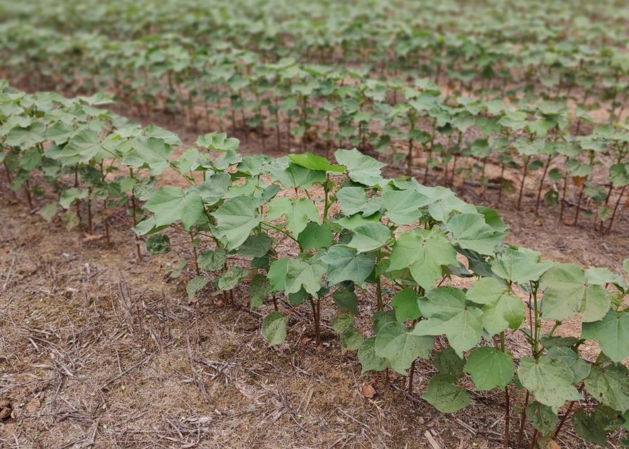 USDA: 11.1 Million Total U.S. Cotton Acres Planted in 2023