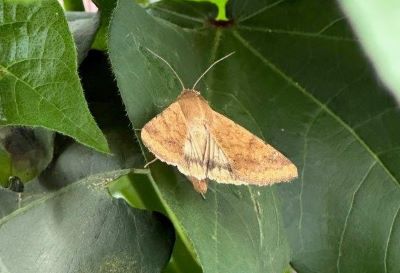 EPA Releases Insecticide Strategy for Better Endangered Species Protection