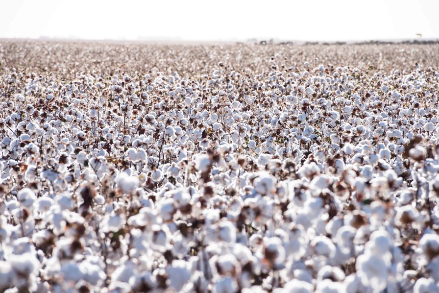 Six New FiberMax and Stoneville Cotton Varieties Coming for 2025