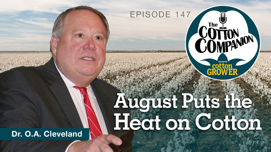 Cotton Companion Podcast: August Puts the Heat on Cotton