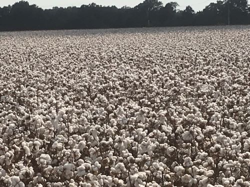 Dyna-Gro Stakes Its Claim for Future Growth