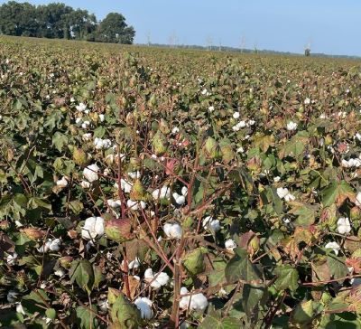 Timely Defoliation Has Its Advantages