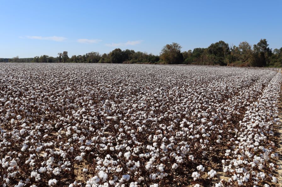 Get the Most from Your Harvest Aid Program