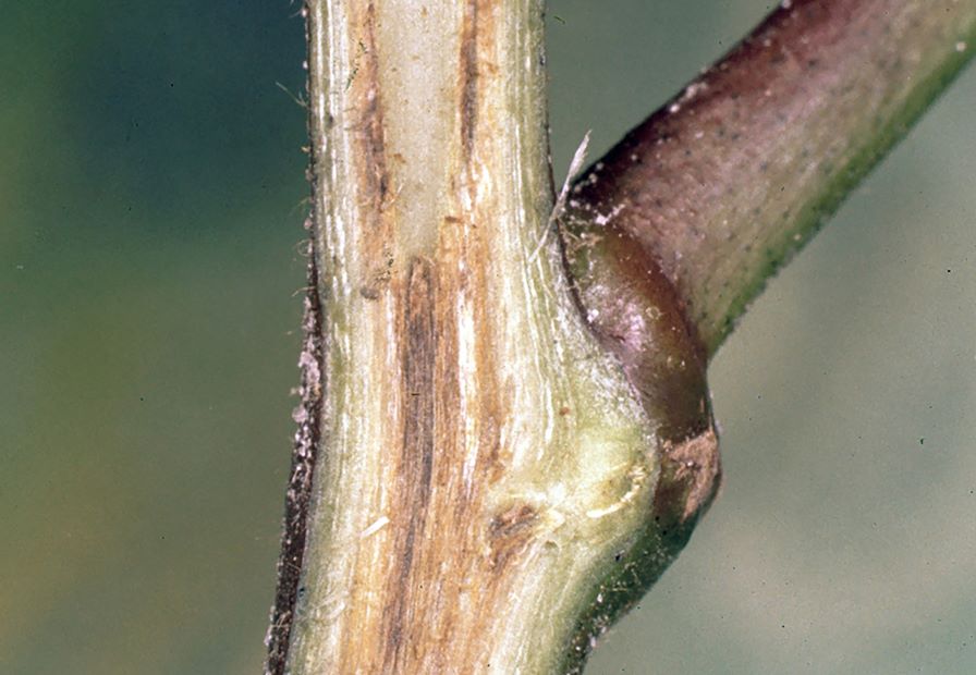 Clemson, Australian Scientists Unite to Combat Fusarium Wilt in Cotton