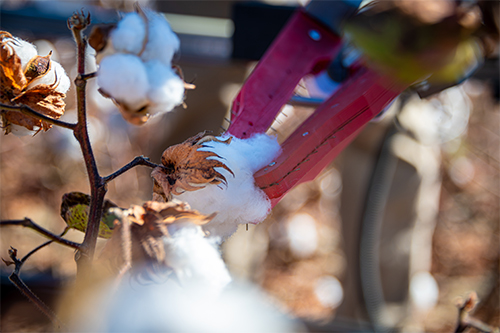 MS State Engineering System Puts Autonomous Cotton Harvesting Within Reach
