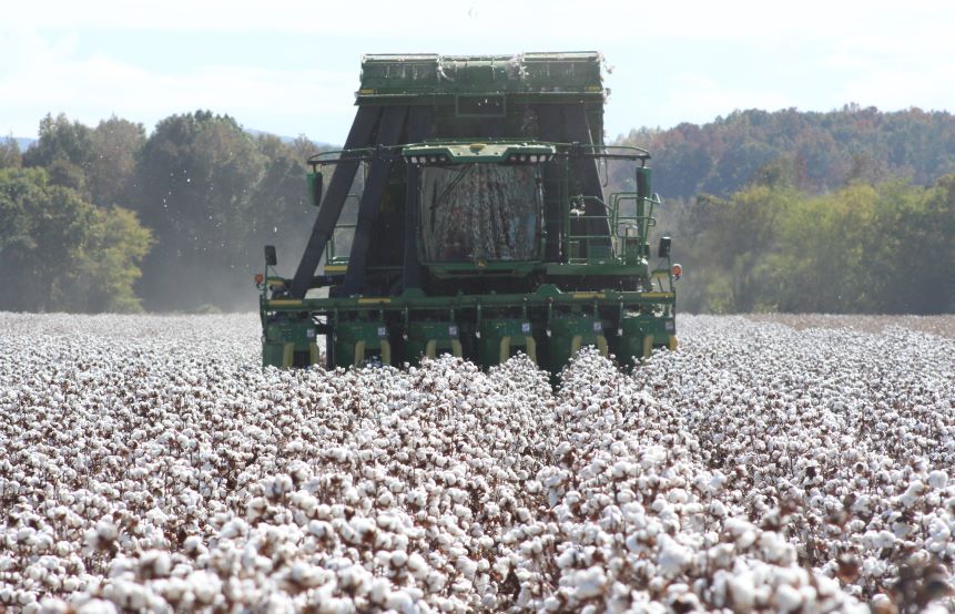 PhytoGen Expands Portfolio With Two New Varieties for 2024