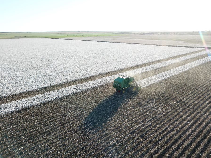 New NexGen B3XF and B3TXF Varieties from Americot in 2024