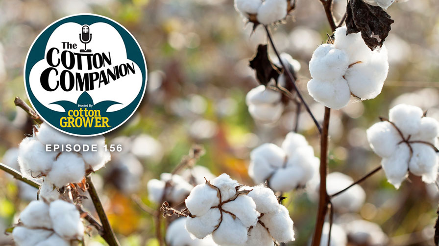 Cotton Companion Podcast: Acreage Projections, Award Winners, and Hot Cotton Headlines