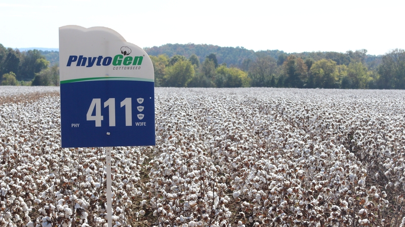 PhytoGen Varieties Win Big in 2023 University Trials
