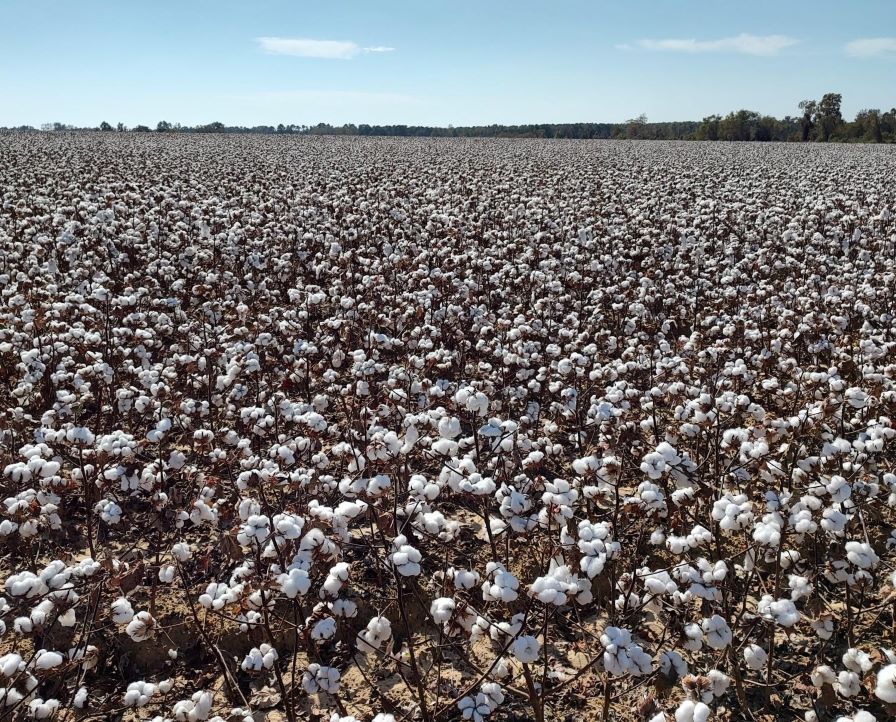 USDA Report Pegs 10.1 Million Total Planted Cotton Acres for 2025
