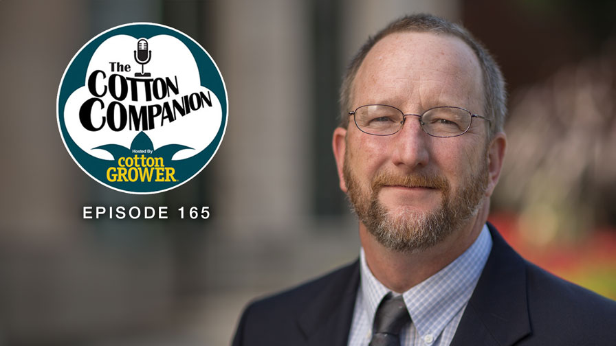 Cotton Companion: Revisiting Precision Ag Adoption in Cotton