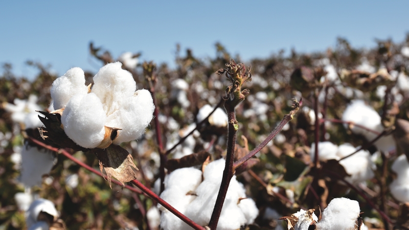 Use Seed Selection To Help Manage Crop Inputs