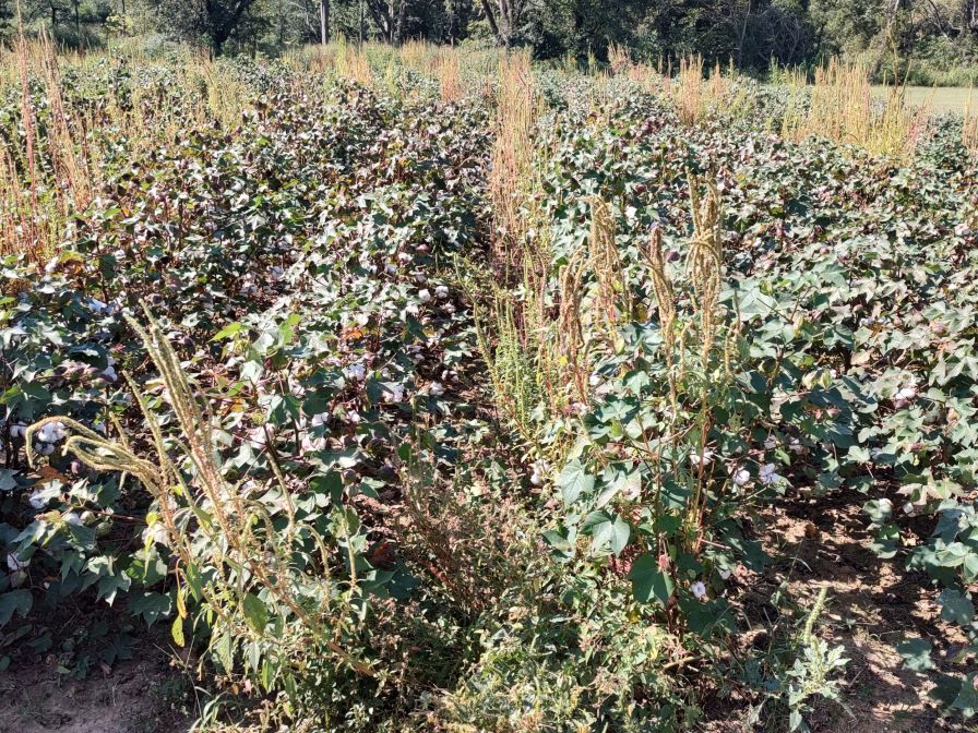 EPA Extends Comment Period for Proposed New Dicamba Registration to September 6