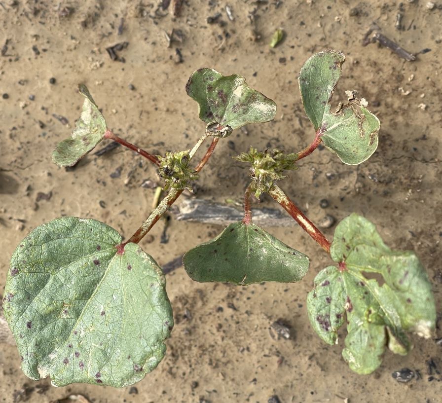 Arkansas Cotton Hoping to Outrun High Thrips Populations