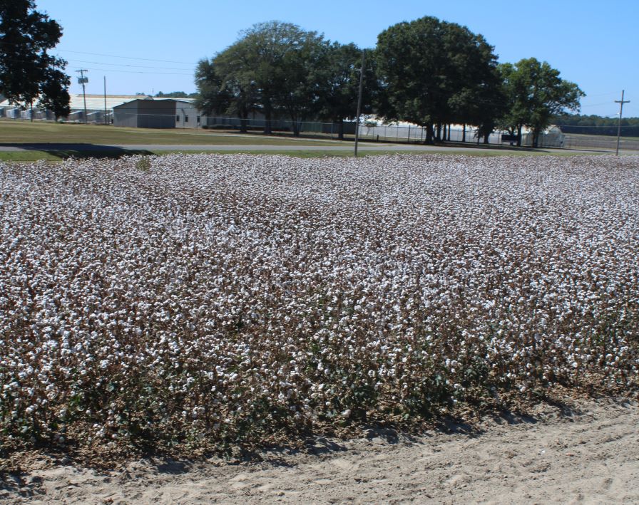 Lessons from Cotton’s Antique Alley