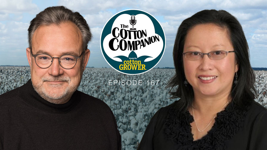 Cotton Companion: How Banned Cotton Still Muddies Cotton’s Supply Chain Transparency