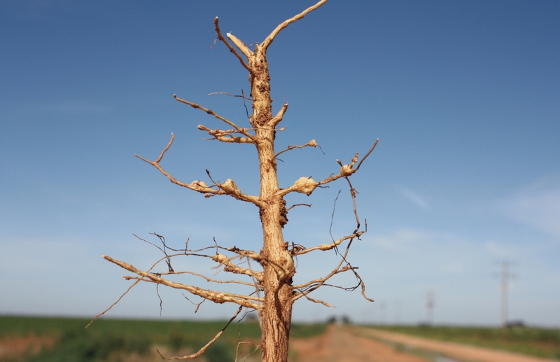 Tackling the Silent Threat to Cotton Yields