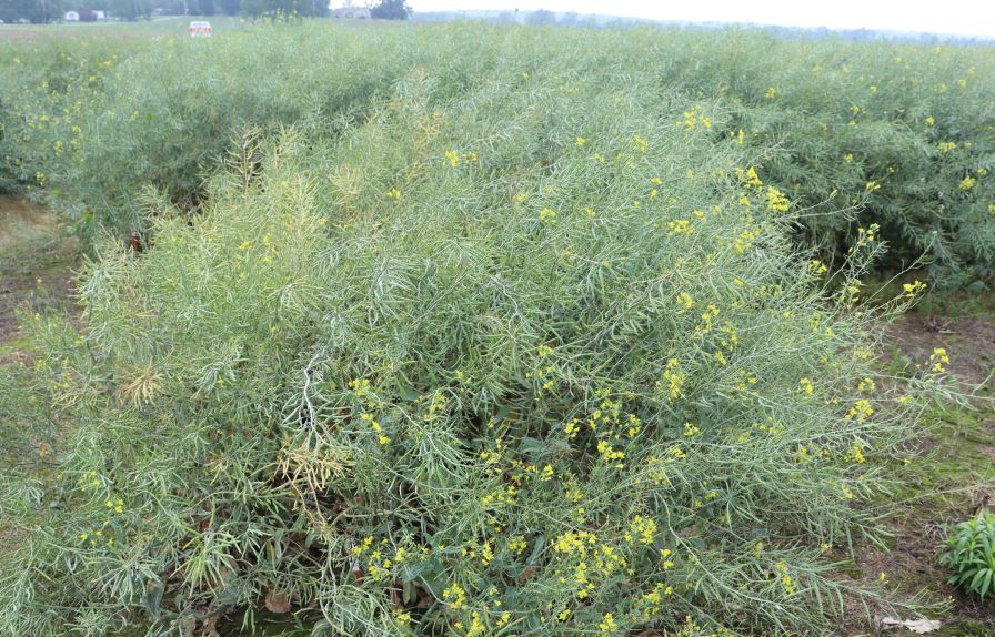 Mid-South Winter Canola Program Achieves Successful Harvest