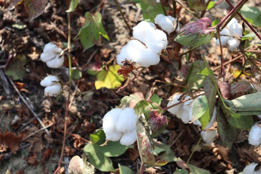 Cotton Market Tease Continues With Little Movement