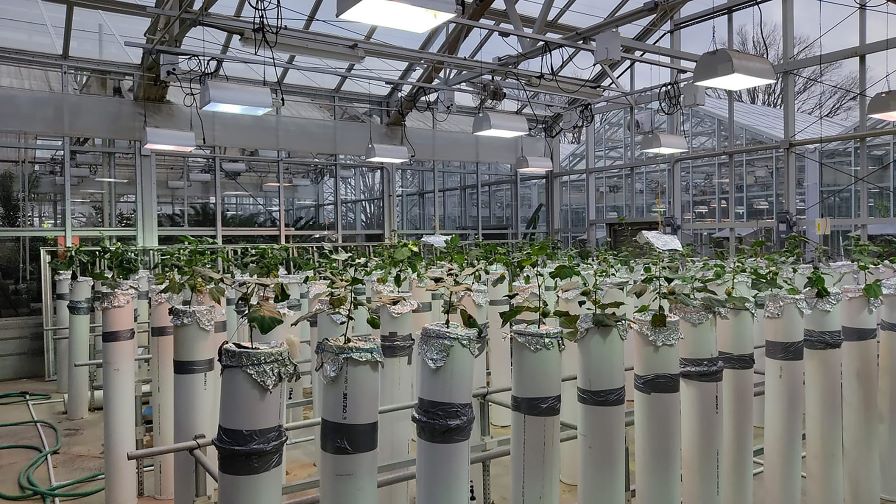 Uncovering the Roots of Climate-Resilient Cotton