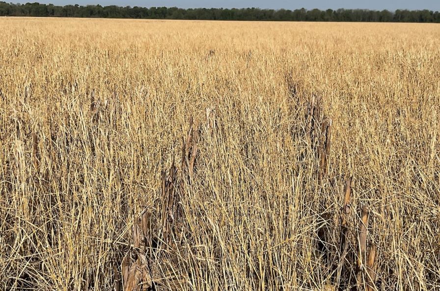 Plan Post Harvest Cover Crop Planting for Weed Suppression