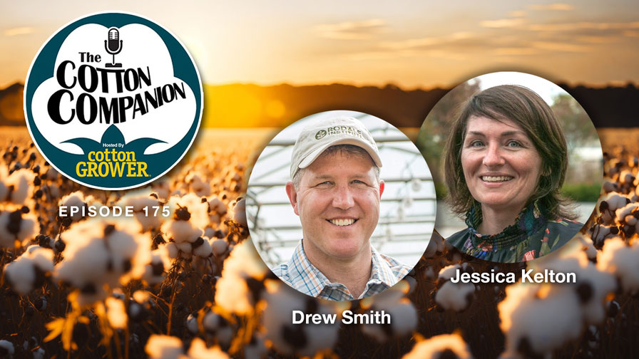 Cotton Companion: Time to Focus on Cover Crops