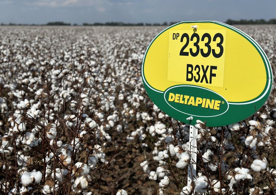 Deltapine Working to Enhance Variety Performance and Grower Excitement