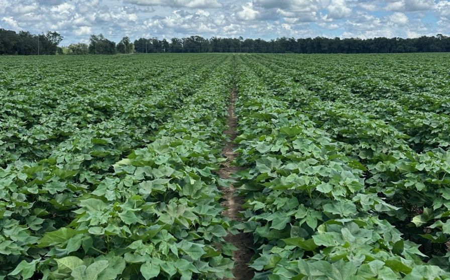 Shurley: Acreage Numbers are a Surprise, What Now?