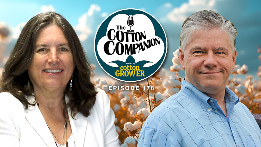 Cotton Companion: How Did Ag Retailers Stack Up in 2024?