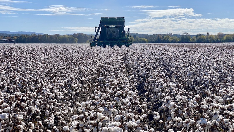 Shurley: 2025 Crop Year ARC/PLC Payments