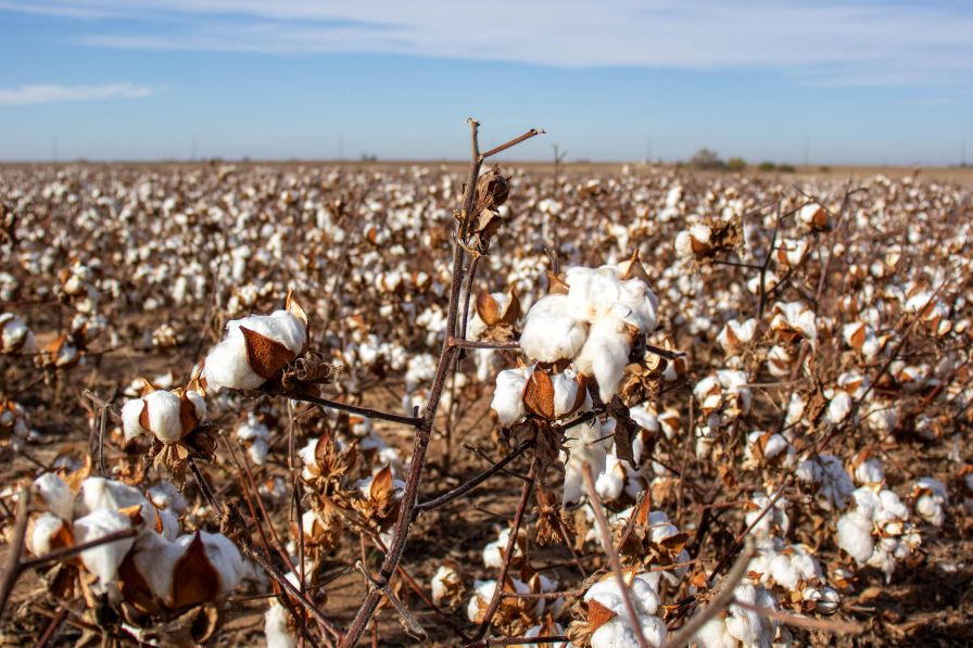Monitor Market Events on Cotton’s Horizon for Price Impact