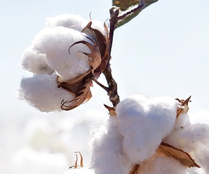 Four Factors to Prioritize When Choosing Cotton Varieties